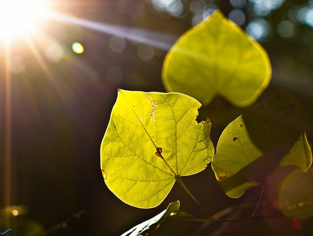 a leaf with the sun beaming in