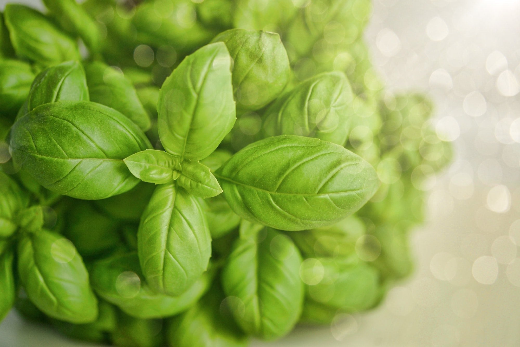 bunch of basil leaves