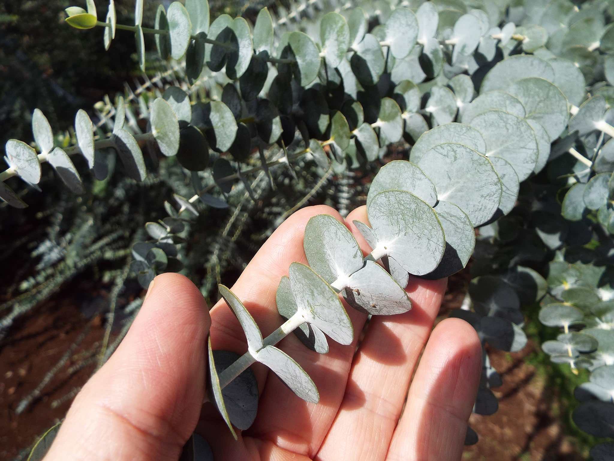 person holding fresh eucalyptus branch